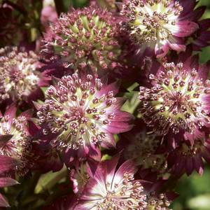 Astrantia major 'Star of Beauty'