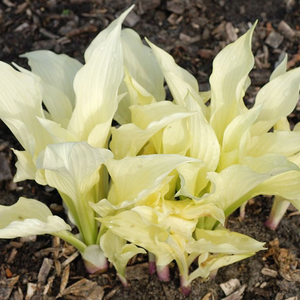 Hosta 'White Feather'