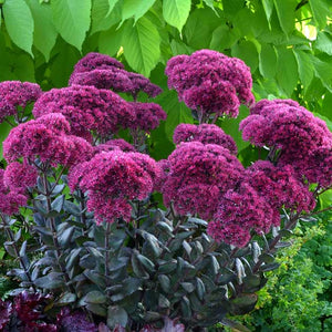 Sedum 'Thunderhead'