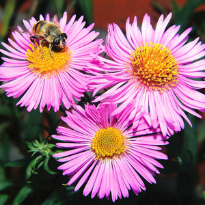 Aster dumosus 'Wood's Pink'