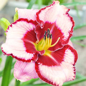 Hemerocallis 'Lies & Lipstick'