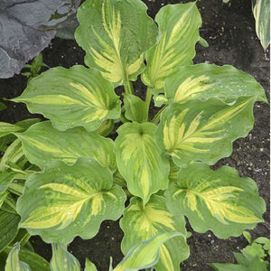 Hosta 'Lakeside Paisley Print'