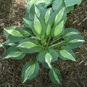 Hosta 'Snake Eyes'