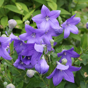 Platycodon grandiflorus 'Fuji Blue'