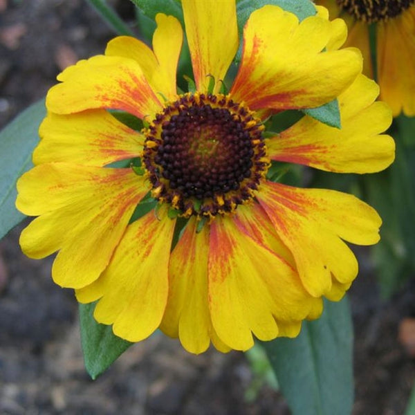 Helenium 'Sahin's Early' - Botanus