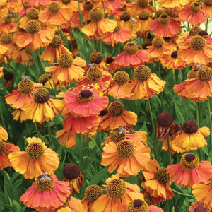 Helenium 'Sahin's Early'