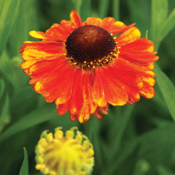 Helenium 'Sahin's Early' - Botanus