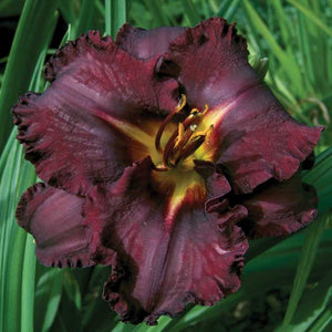 Hemerocallis 'Black Stockings'