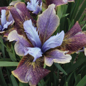 Iris siberica 'Black Joker'