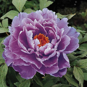 Paeonia suffruticosa 'Kamada-nishiki'