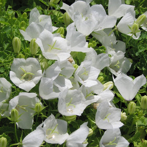 Campanula carpatica 'Rapido White'