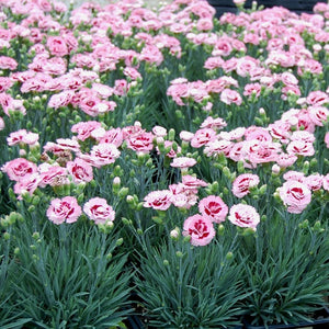 Dianthus Scent First 'Raspberry Surprise'