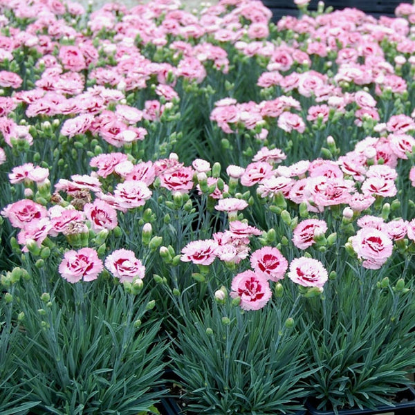 Dianthus, Border Pinks - Raspberry Surprise (Dianthus ‘Devon Yolande’)