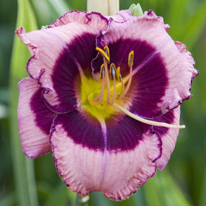 Hemerocallis 'Macbeth'