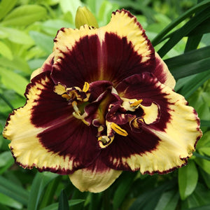 Hemerocallis 'Tiger Blood' 
