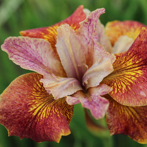 Iris siberica 'Paprikash'