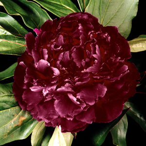 Paeonia 'Francoise Ortegat'