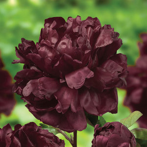 Paeonia 'Francoise Ortegat'
