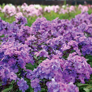Phlox paniculata 'Blue Paradise'