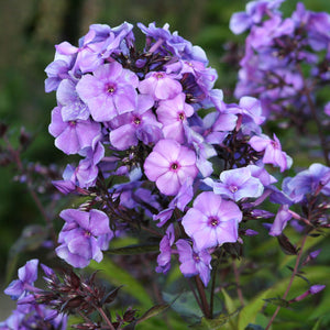 Phlox paniculata 'Blue Paradise'