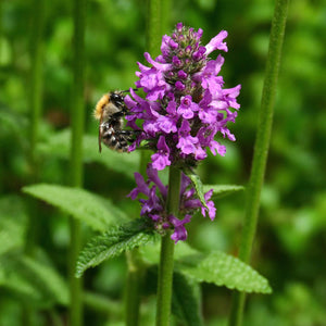 Stachys monieri 'Hummelo'