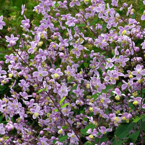 Thalictrum rochebrunianum