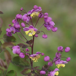 Thalictrum rochebrunianum