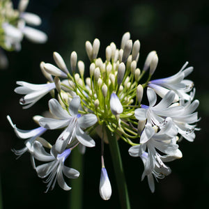 Agapanthus 'Twister'
