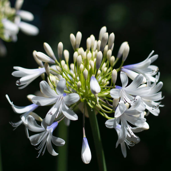 Agapanthus 'Twister' - Botanus