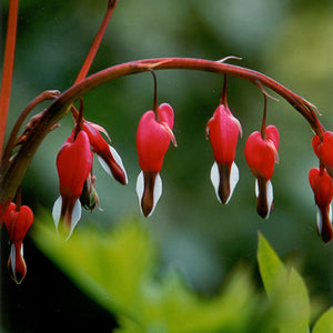 Dicentra spectabilis 'Valentine'