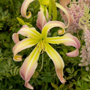 Hemerocallis 'Desert Icicle' 