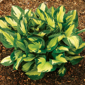 Hosta 'Whirlwind'