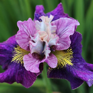 Iris siberica 'On Mullberry Street'