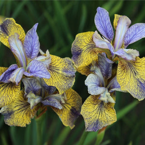 Iris siberica 'Tipped in Blue'