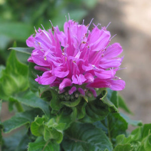 Monarda 'Petite Delight' 