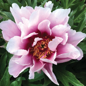 Paeonia Itoh 'Cora Louise'