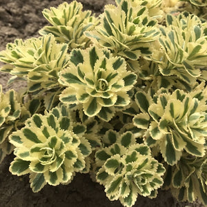 Sedum 'Atlantis'