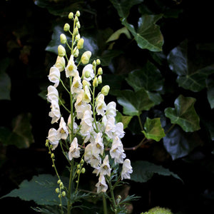 Aconitum napellus 'Album'
