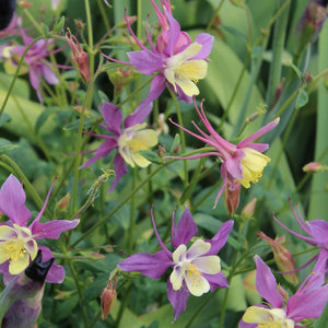 Aquilegia caerulea 'Earlybird Purple Yellow' 