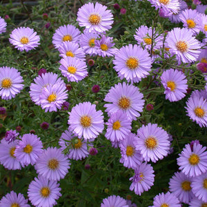 Aster novi-belgii 'Alert'