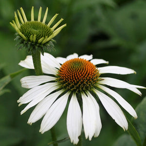 Echinacea purpurea 'PowWow White' 
