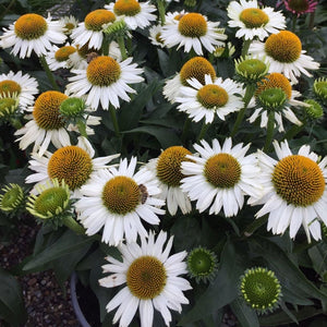 Echinacea purpurea 'PowWow White' 