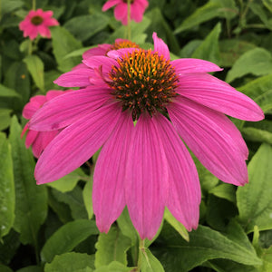 Echinacea purpurea 'PowWow Wild Berry'