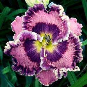 Hemerocallis 'Born in California'