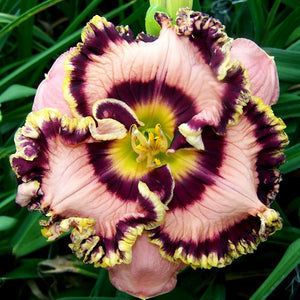 Hemerocallis 'Vegas Jackpot'