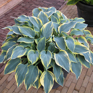 Hosta 'First Frost'
