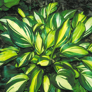 Hosta 'Rainbow's End'