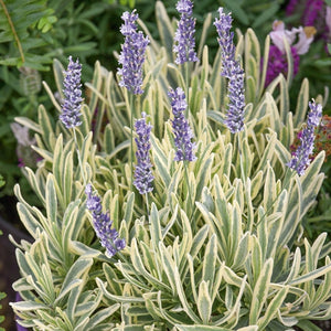 Lavandula angustifolia 'Platinum Blonde'