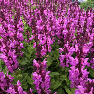 Salvia nemorosa 'Rose Marvel'