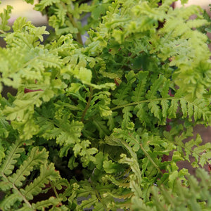 Dryopteris affinis 'Cristata The King'
